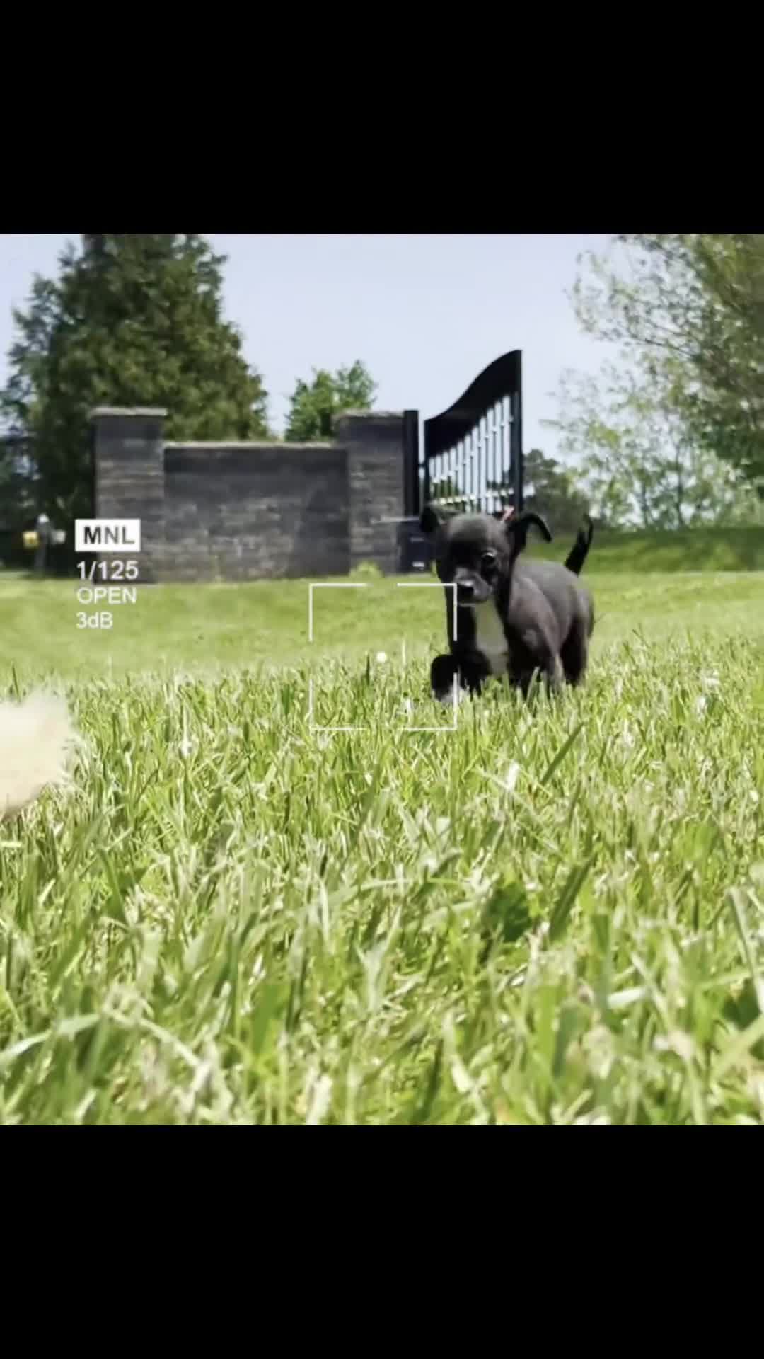 Chihuahua dogs for sale: Starry - Video 1