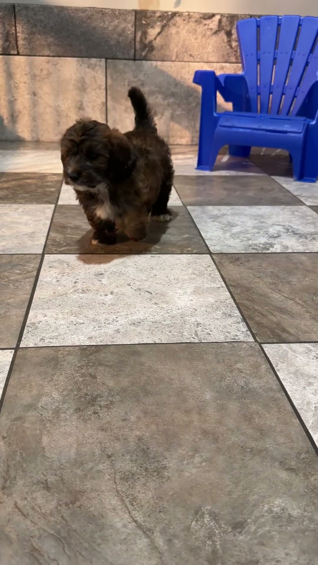 Mixed Breed dogs for sale: Bryce - Video 1