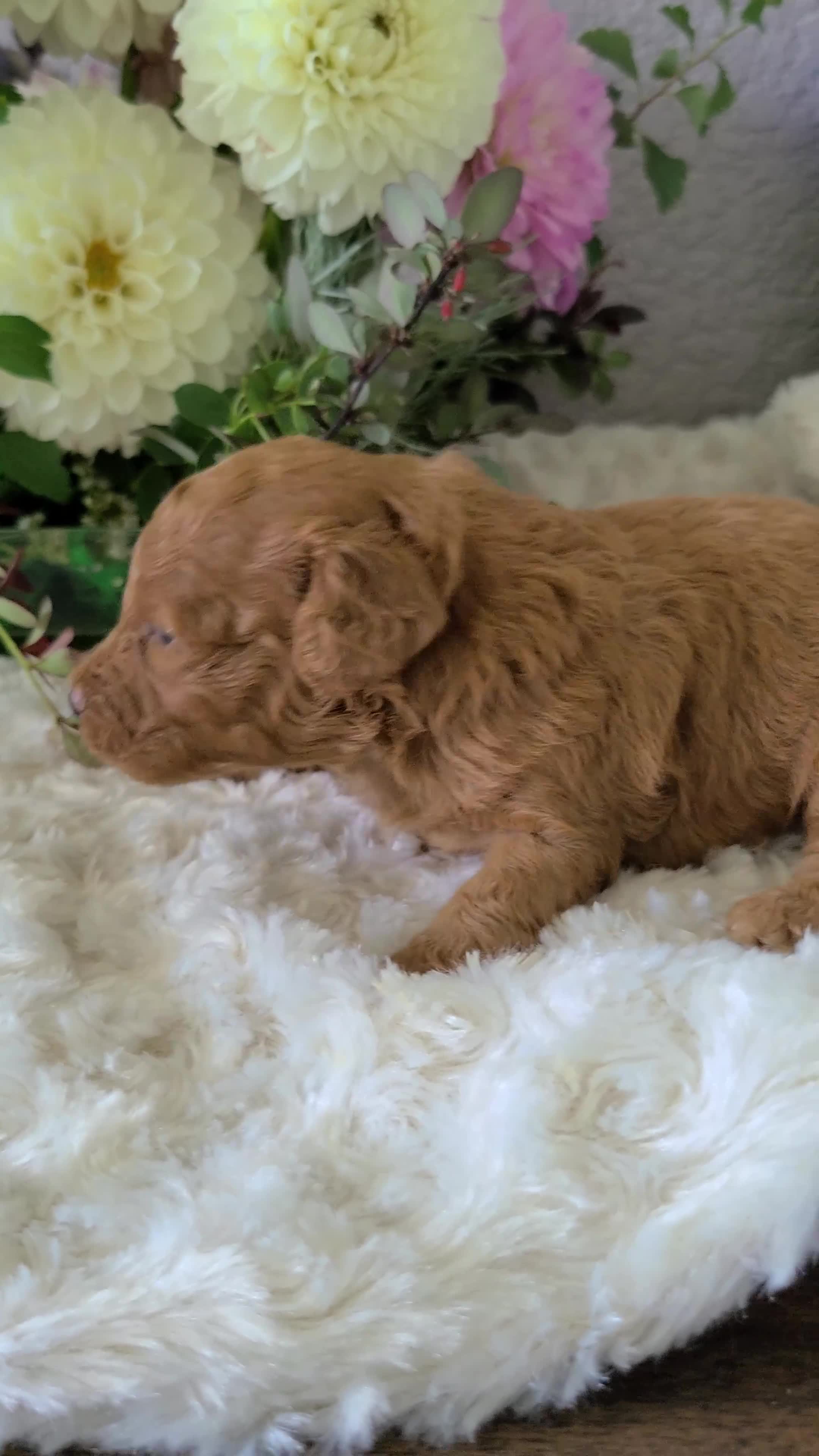 Mini Goldendoodle dogs for sale: Ingrid - Video 1