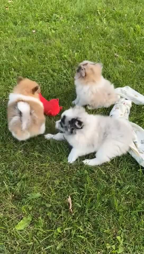 Pomeranian dogs for sale: Jasper - Video 1