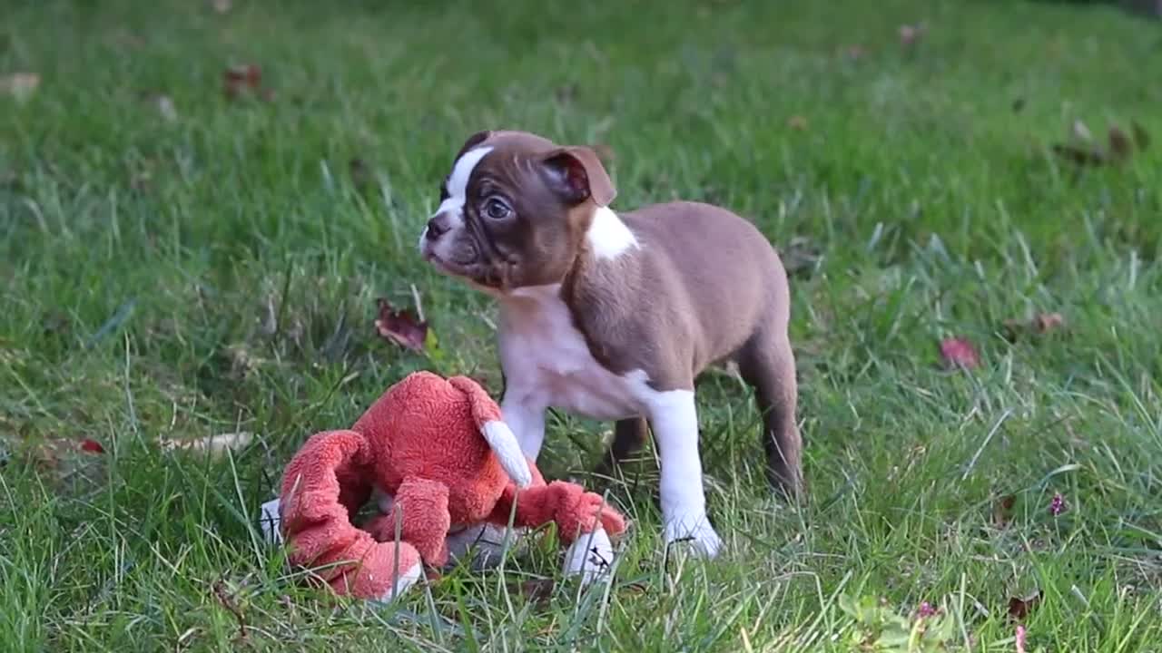Boston Terrier dogs for sale: Ariana - Video 1