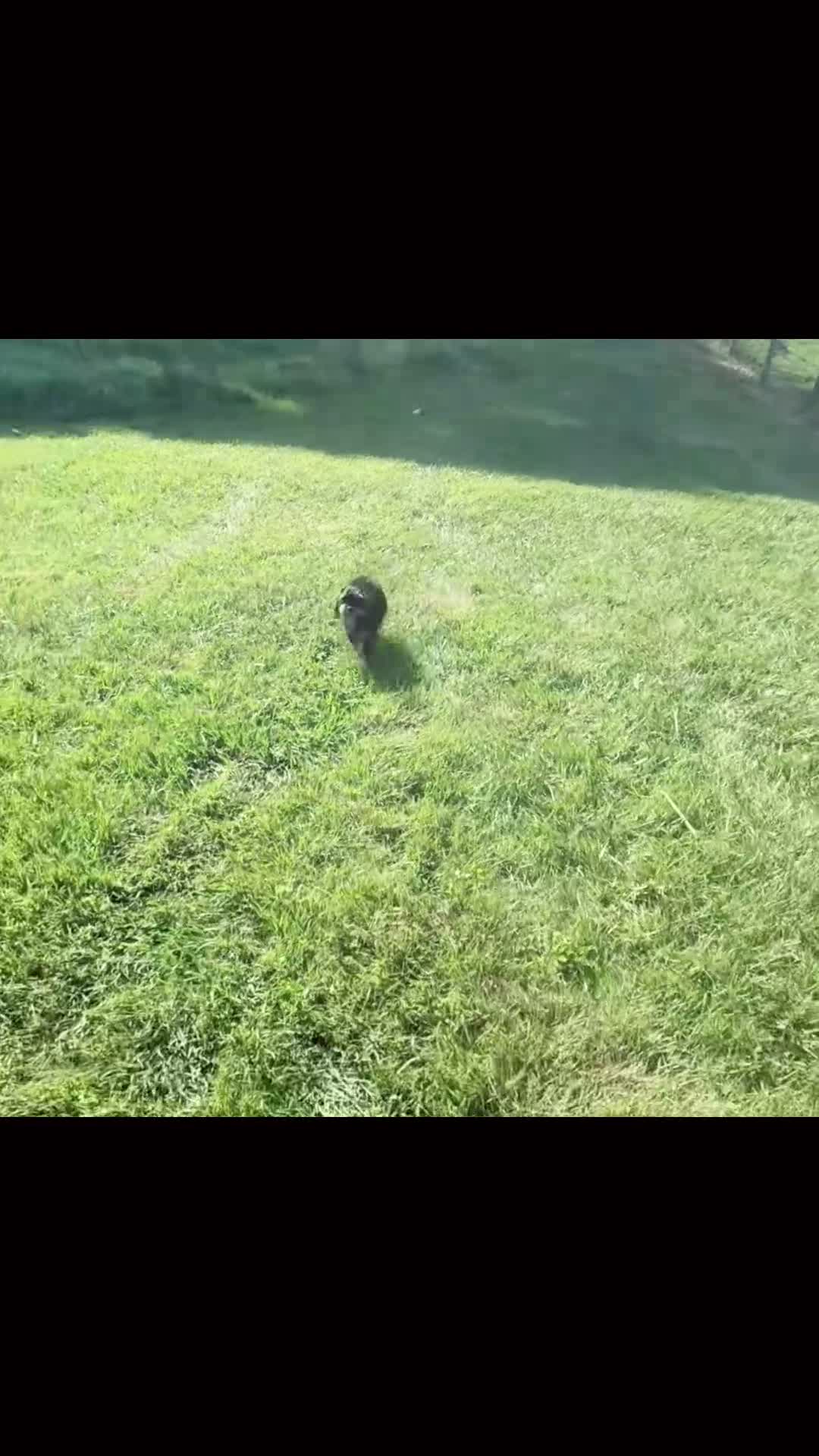 Cavapoo dogs for sale: Jennie - Video 1