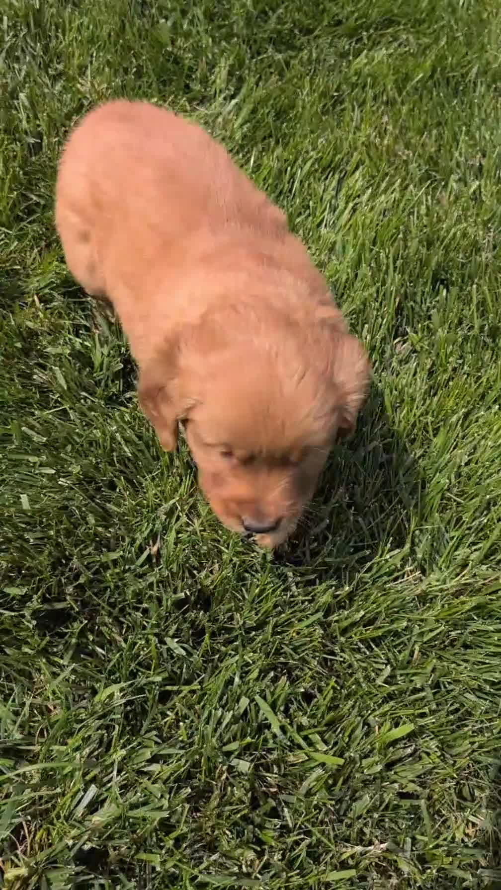 Golden Retriever dogs for sale: Carmen - Video 1