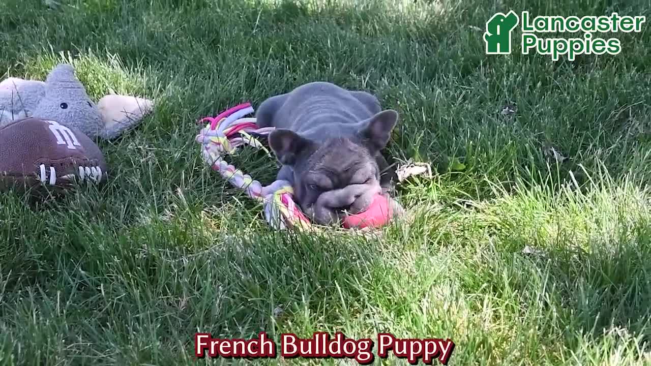 French Bulldog dogs for sale: Amber - Video 1