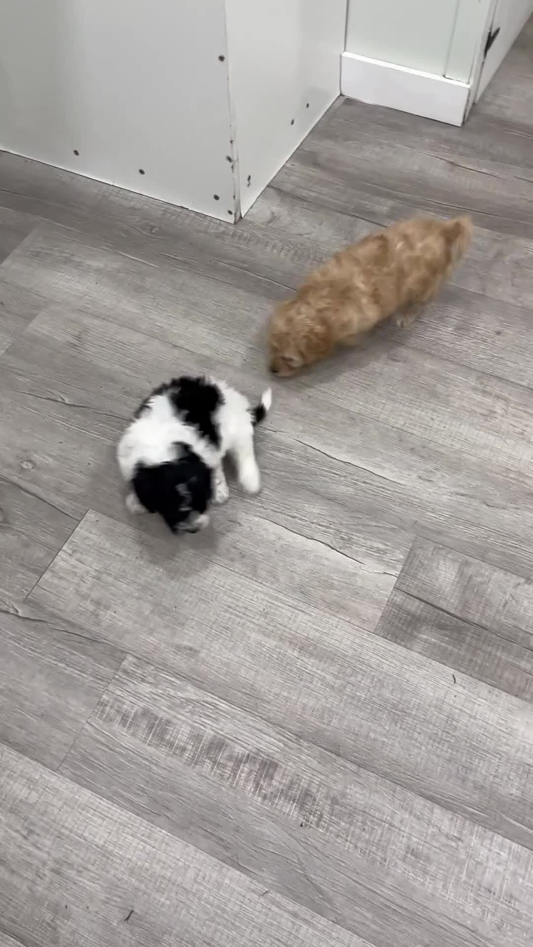 Cavachon dogs for sale: Nikki - Video 2