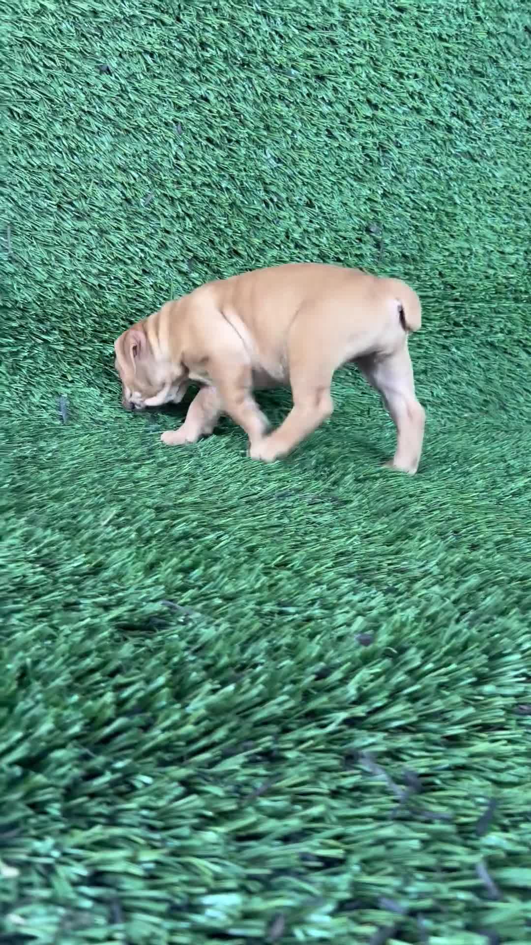 Olde English Bulldogge dogs for sale: Nancy - Video 1