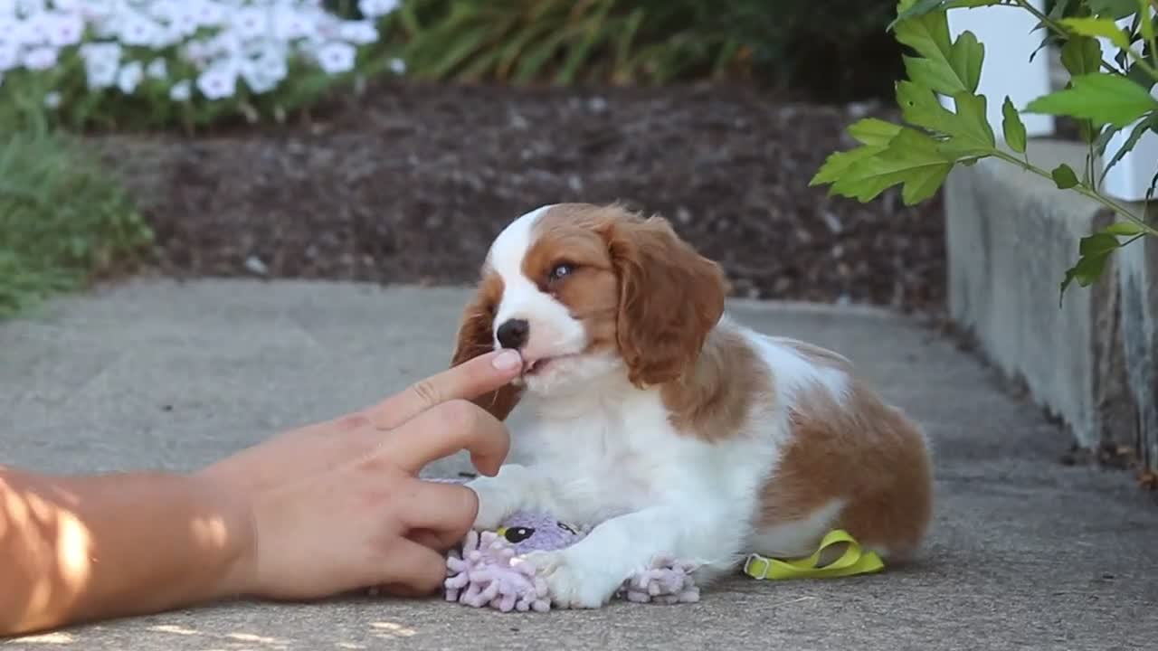 Cavalier King Charles Spaniel dogs for sale: Skylar - Video 2