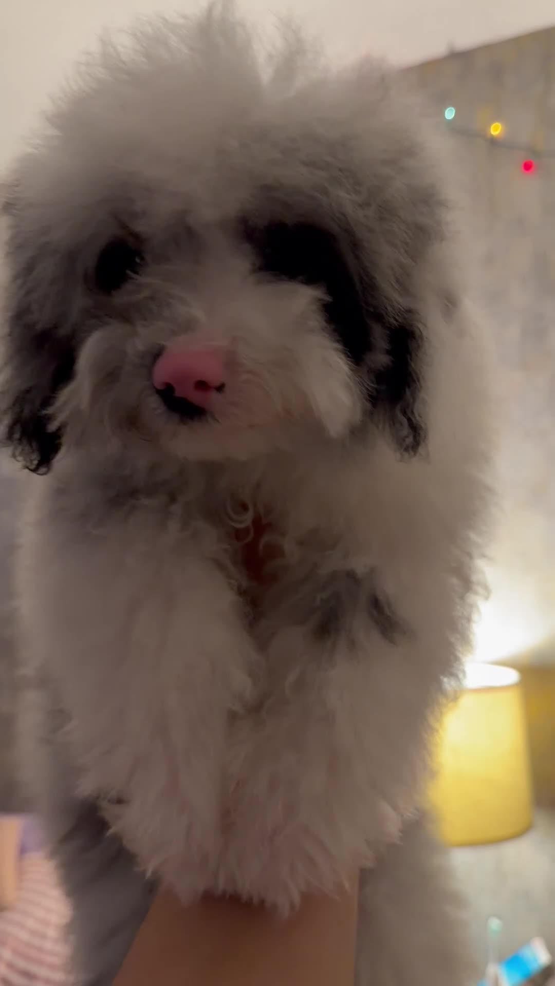 Mixed Breed dogs for sale: Miniature poodle - Video 3