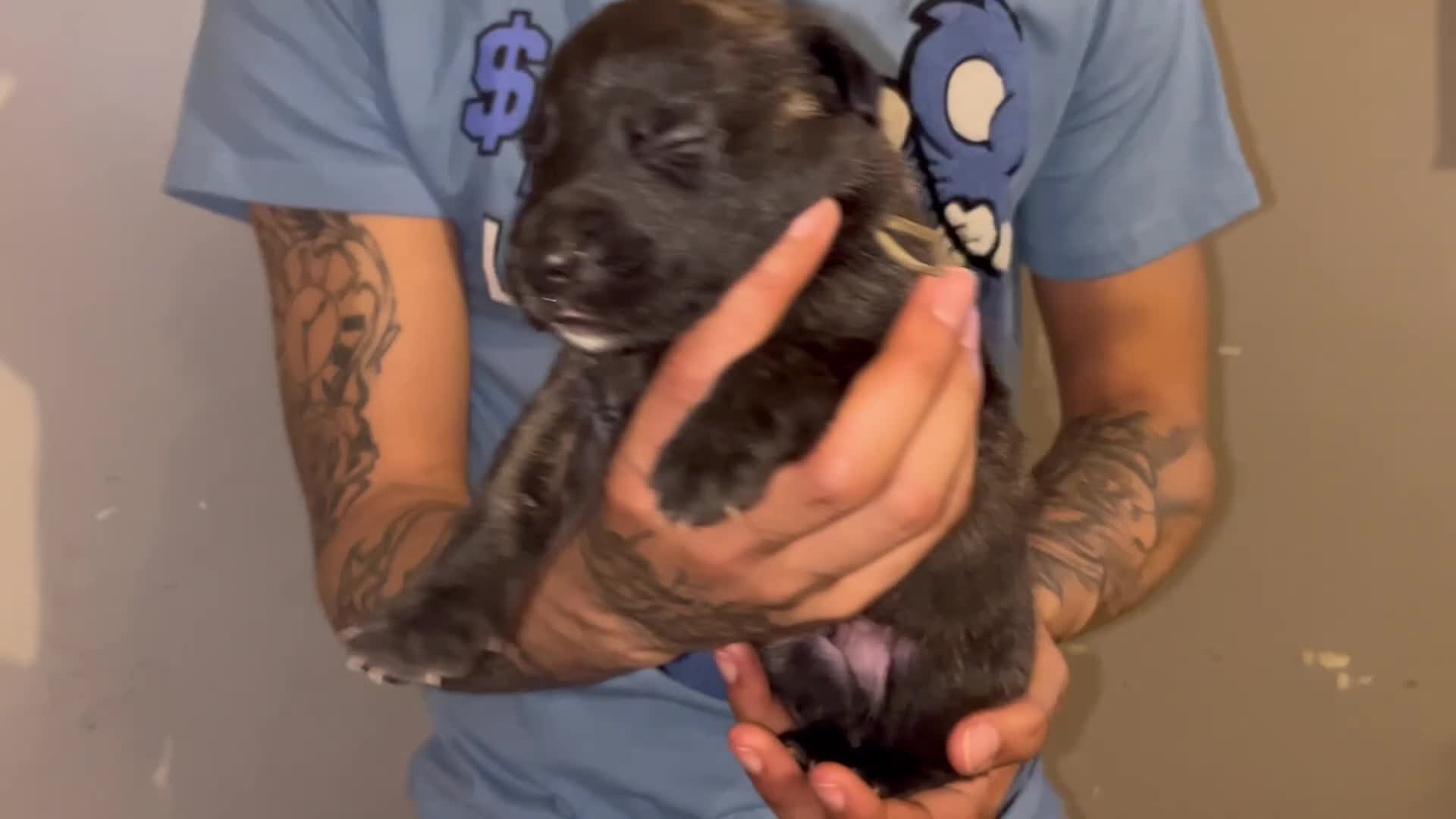 Mixed Breed dogs for sale: Turquoise  - Video 1