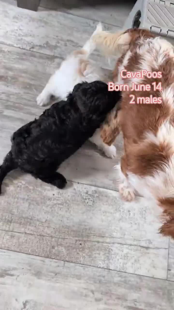 Cavapoo dogs for sale: Ziggy - Video 3