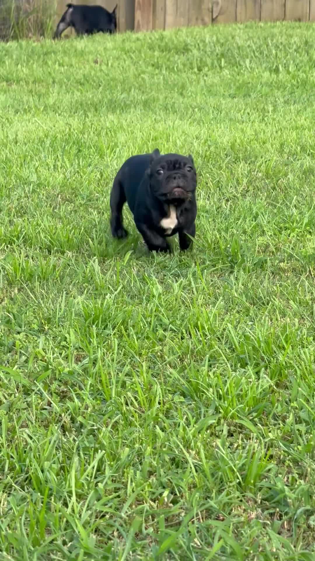French Bulldog dogs for sale: Weller - Video 1