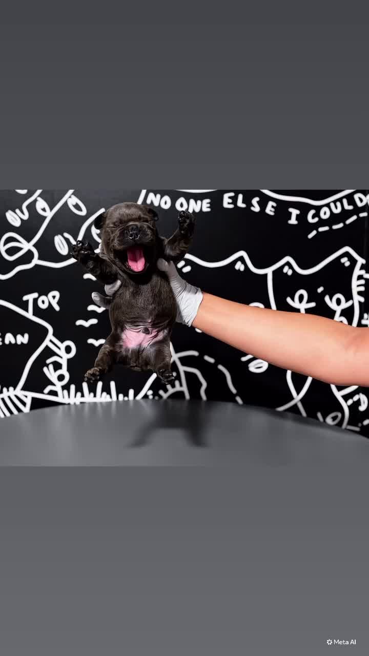 French Bulldog dogs for sale: French Bulldog 4 - Video 2