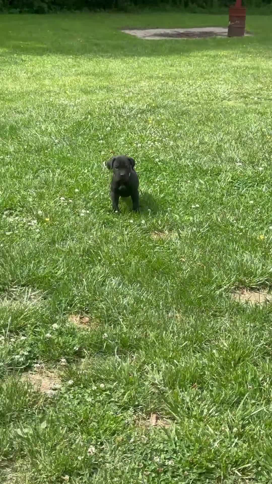Cane Corso dogs for sale: Riley - Video 2