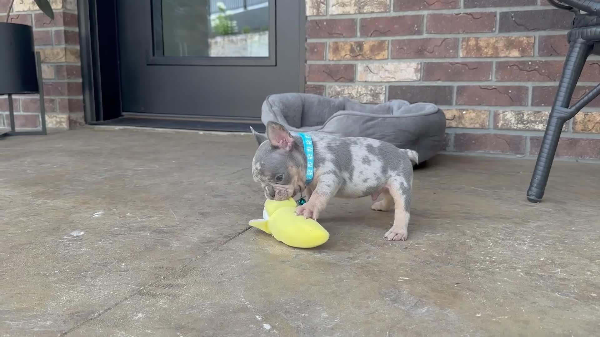 French Bulldog dogs for sale: Theo Video Ad - Video 1