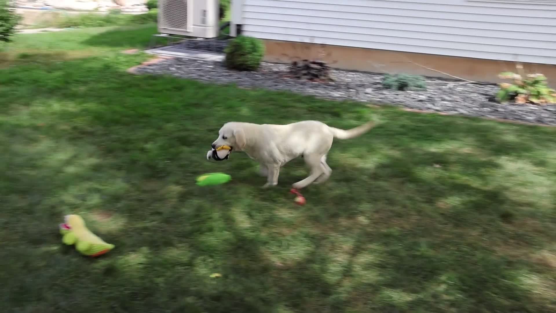 Labrador Retriever dogs for sale: Phineas - Video 1