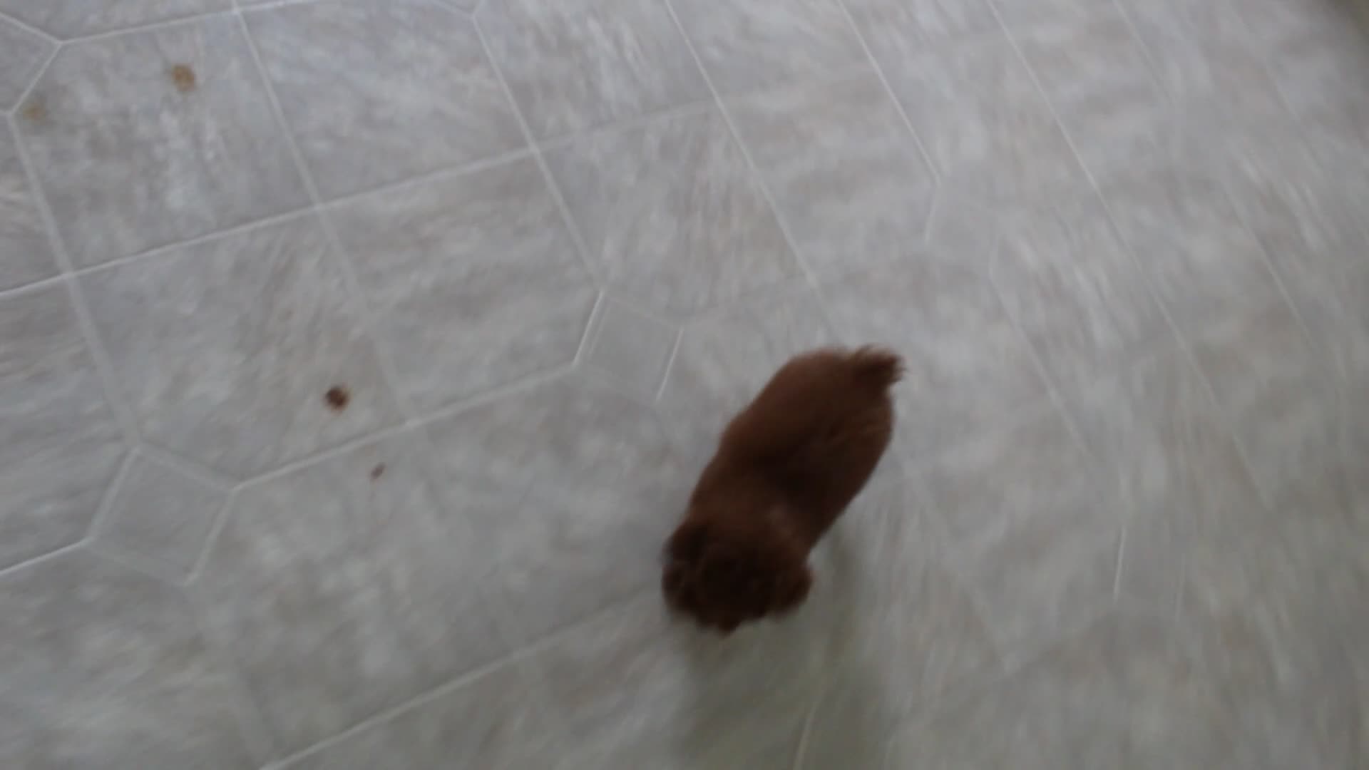 Toy Poodle dogs for sale: Mia - Video 3