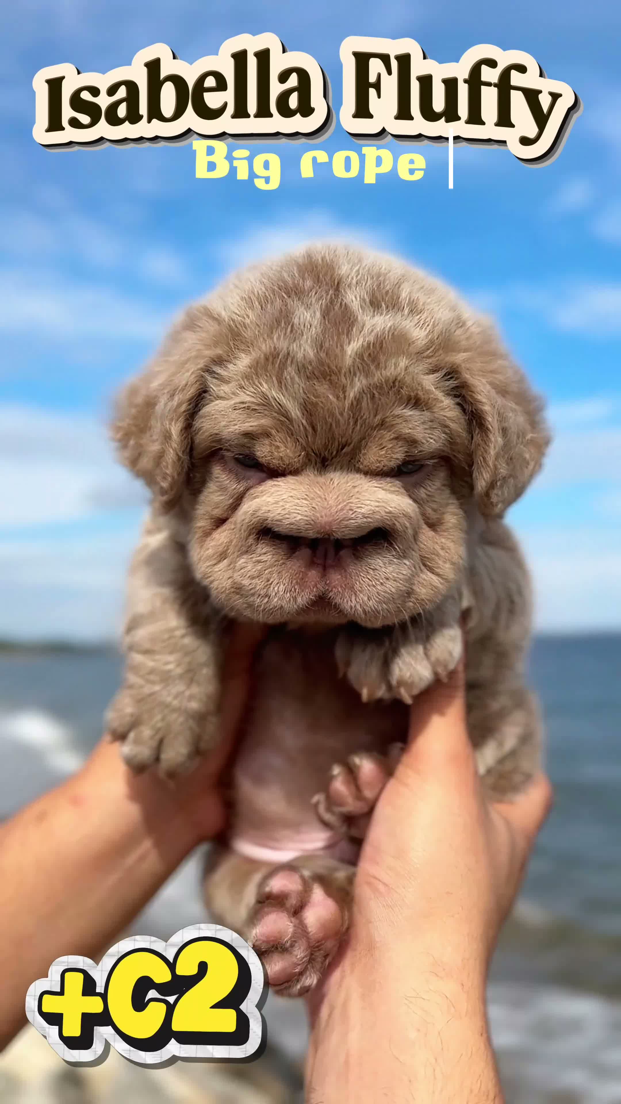 French Bulldog dogs for sale: 🩵Isabella fluffy big rope with c2 🩵Male  - Video 1