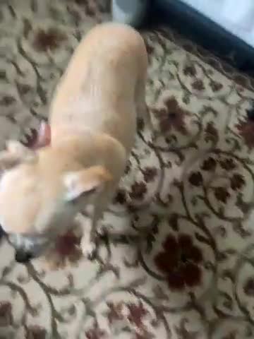 Chihuahua dogs for sale: Chihuahua  - Video 2