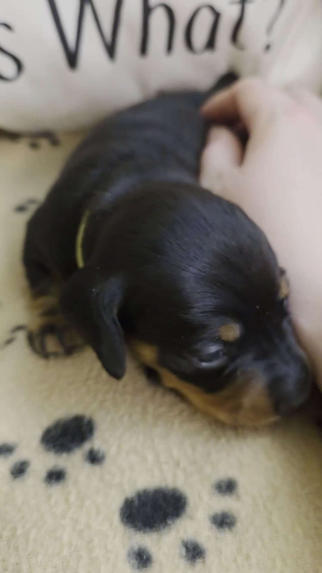 Miniature Dachshund dogs for sale: Ernie - Video 1