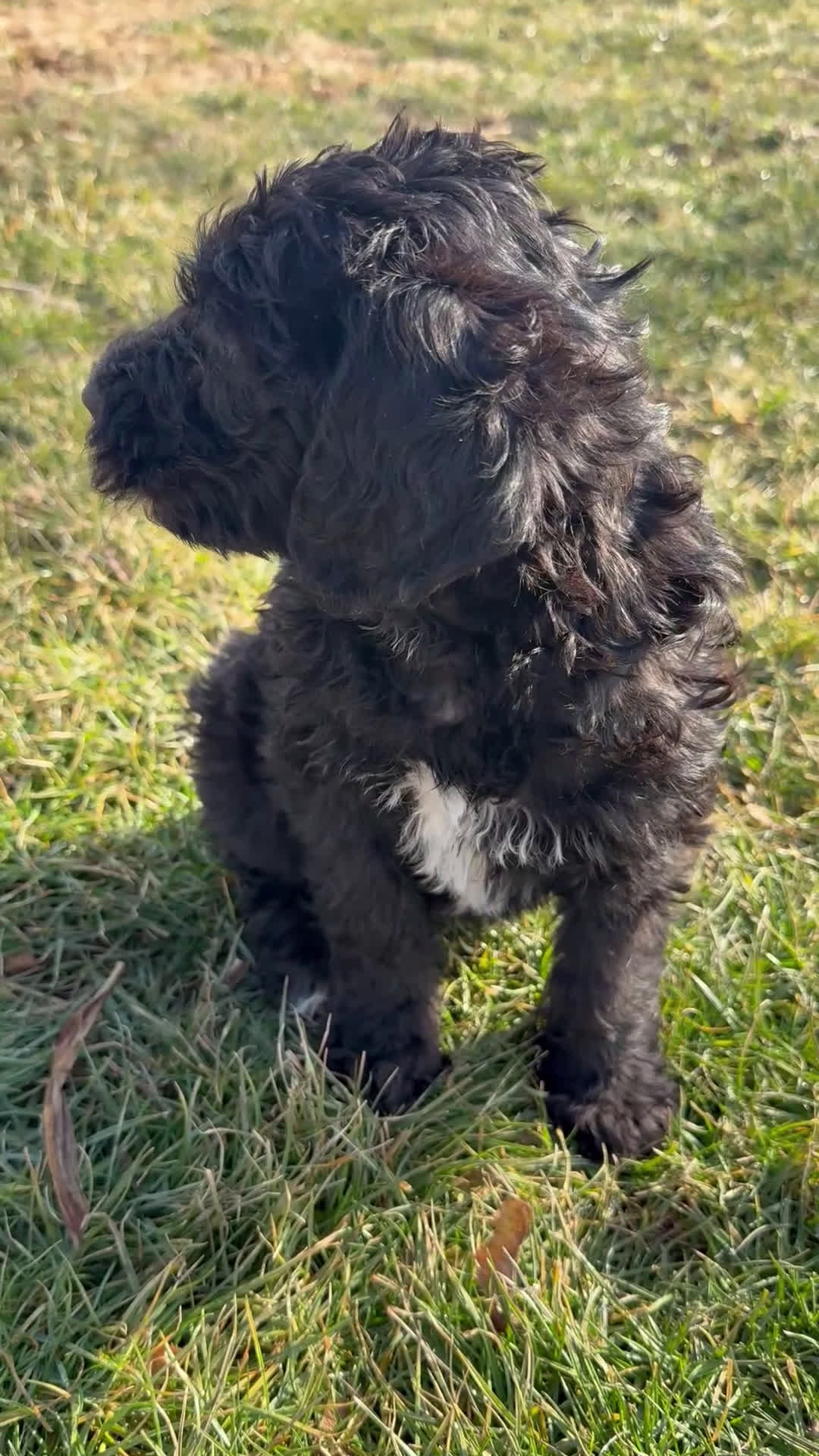 Mixed Breed dogs for sale: Charcoal - Video 2