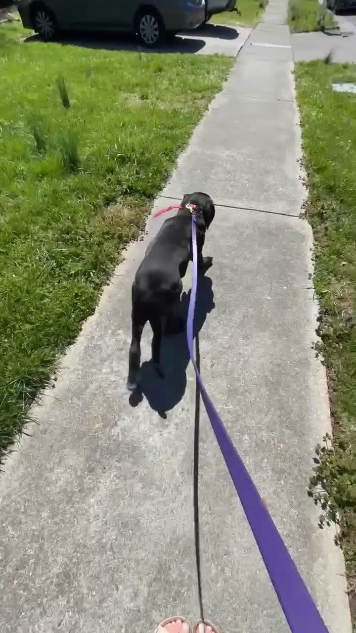 Cane Corso dogs for sale: Cane Corso Puppy 1 - Video 1