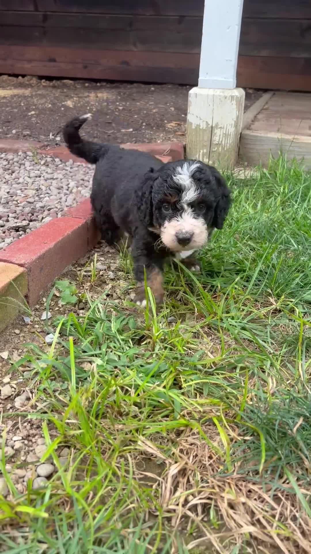 Mini Bernedoodle dogs for sale: Bruno  - Video 1