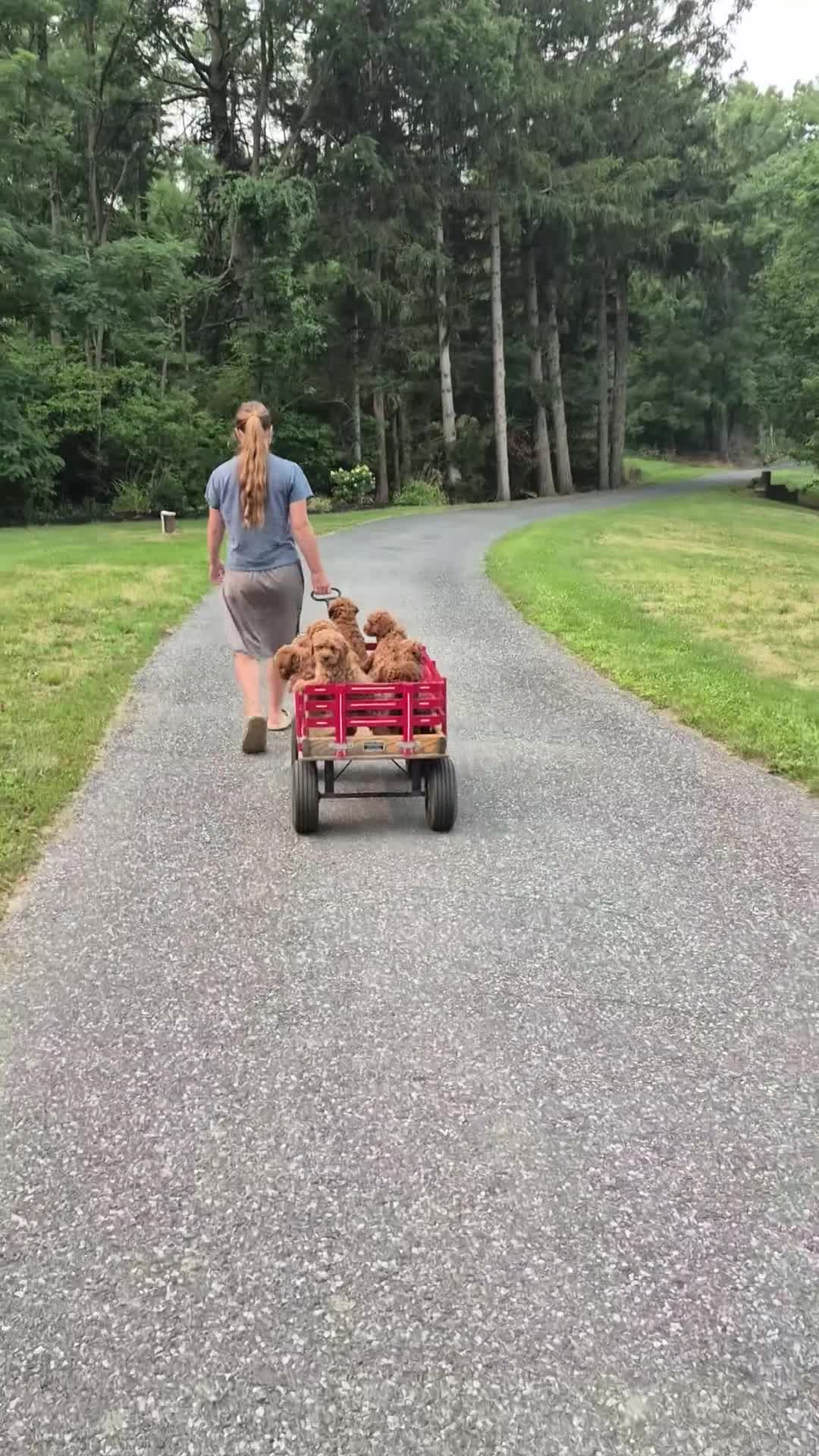 Mini Goldendoodle dogs for sale: Cash - Video 1