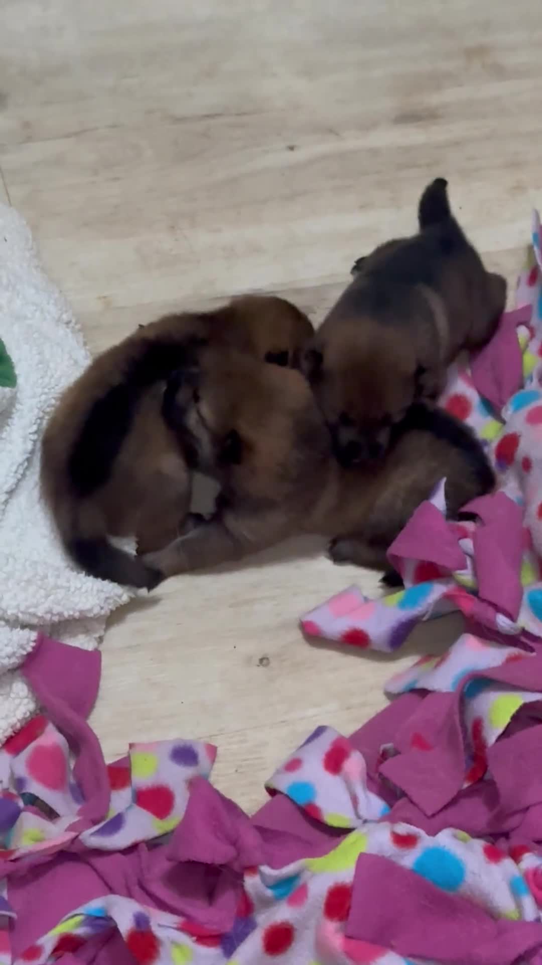 Other breed dogs for sale: Tomago - Video 1