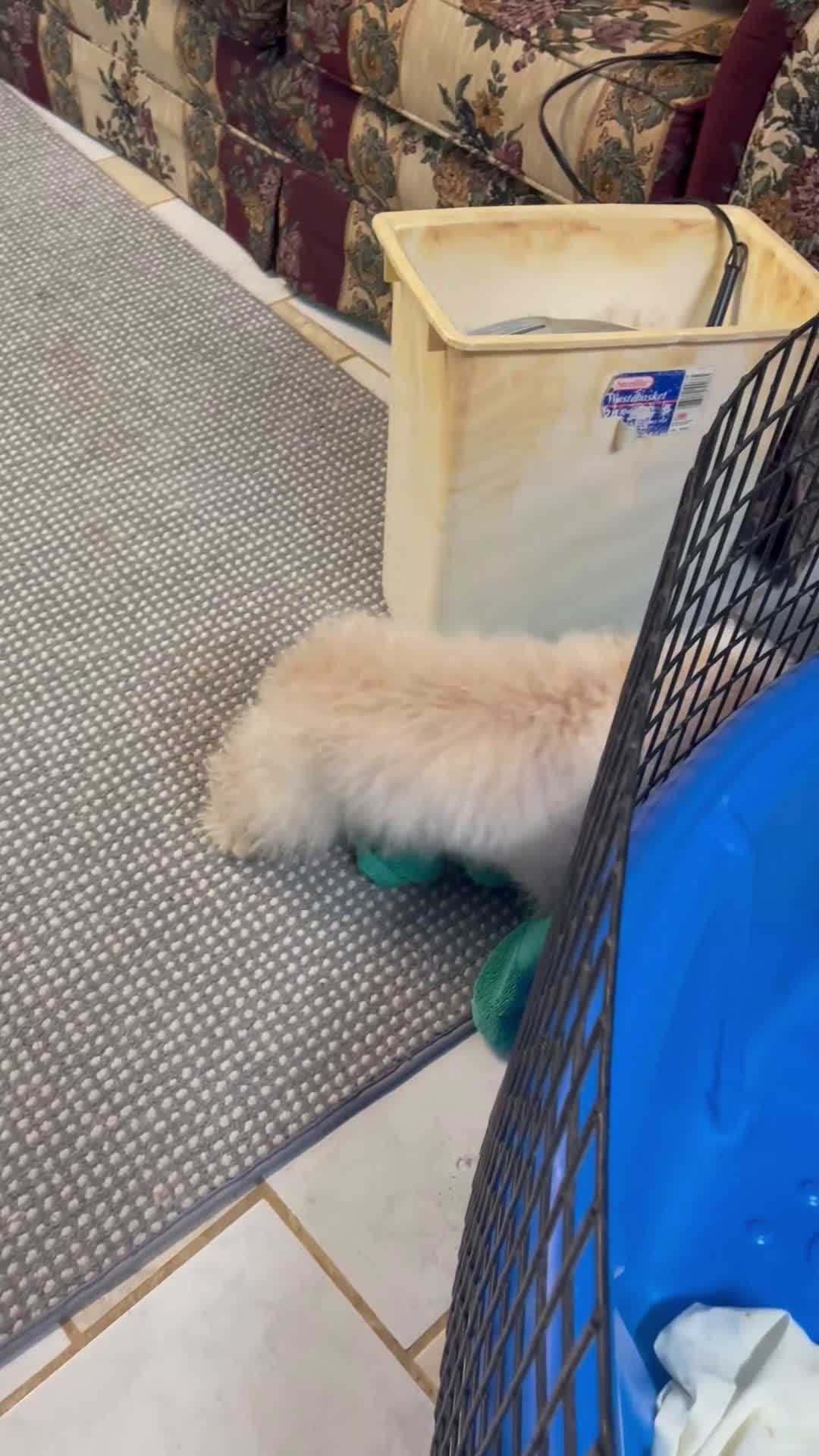 Toy Poodle dogs for sale: Leon - Video 1