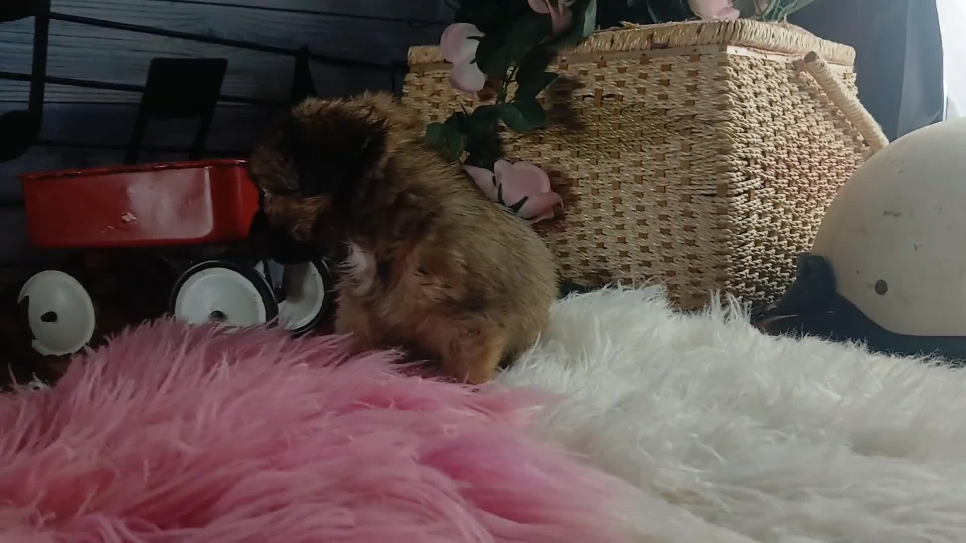 Chihuahua dogs for sale: Micro teacup chihuahua long hair. Hand Delivery  - Video 1