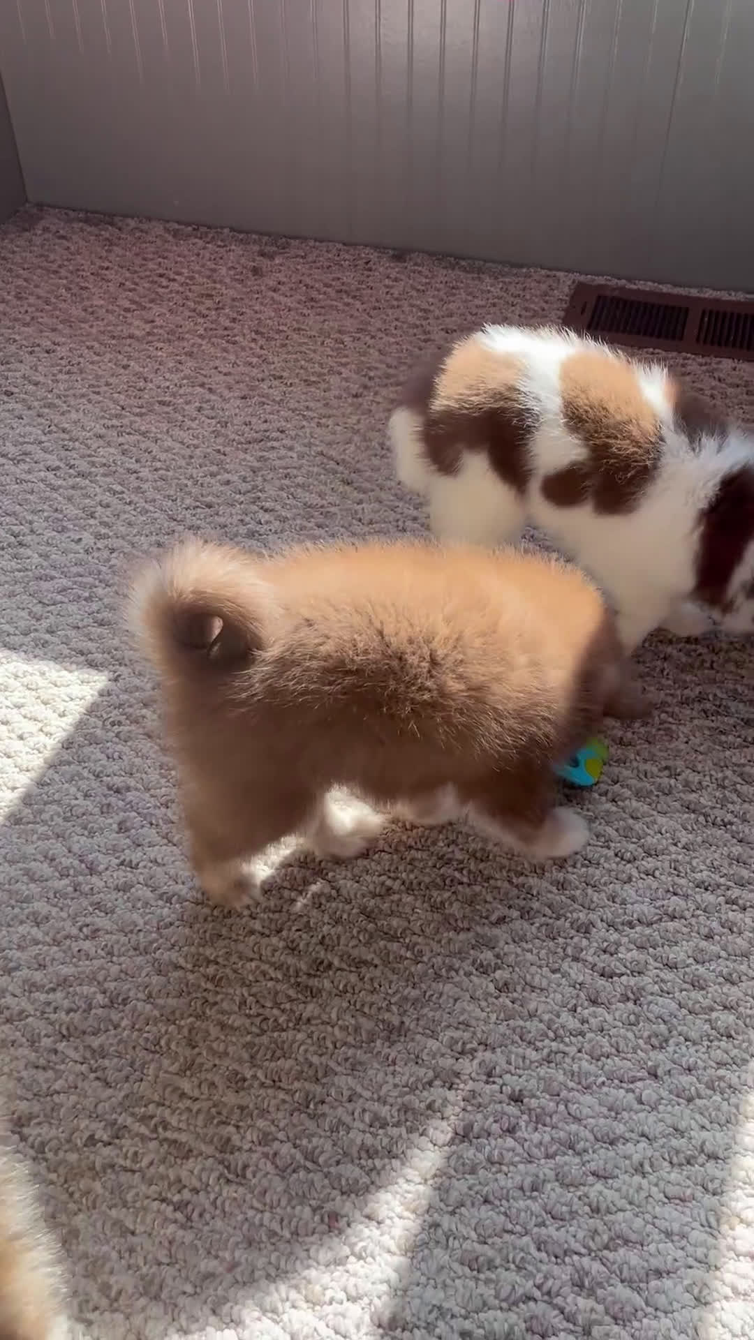 Pomsky dogs for sale: Kara - Video 2