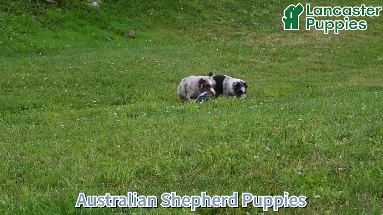 Australian Shepherd dogs for sale: Kate - Video 1