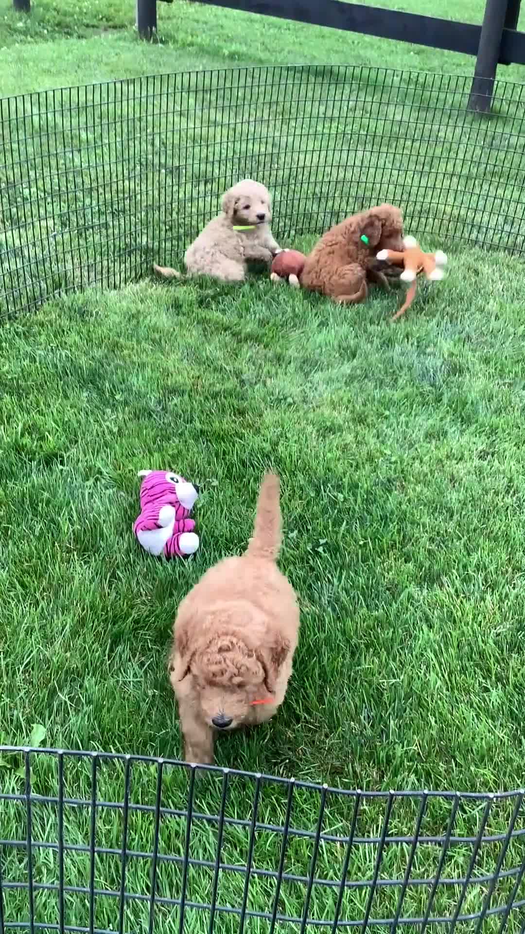 Goldendoodle dogs for sale: Goldendoodle 1 Rascal - f1b   - Video 2