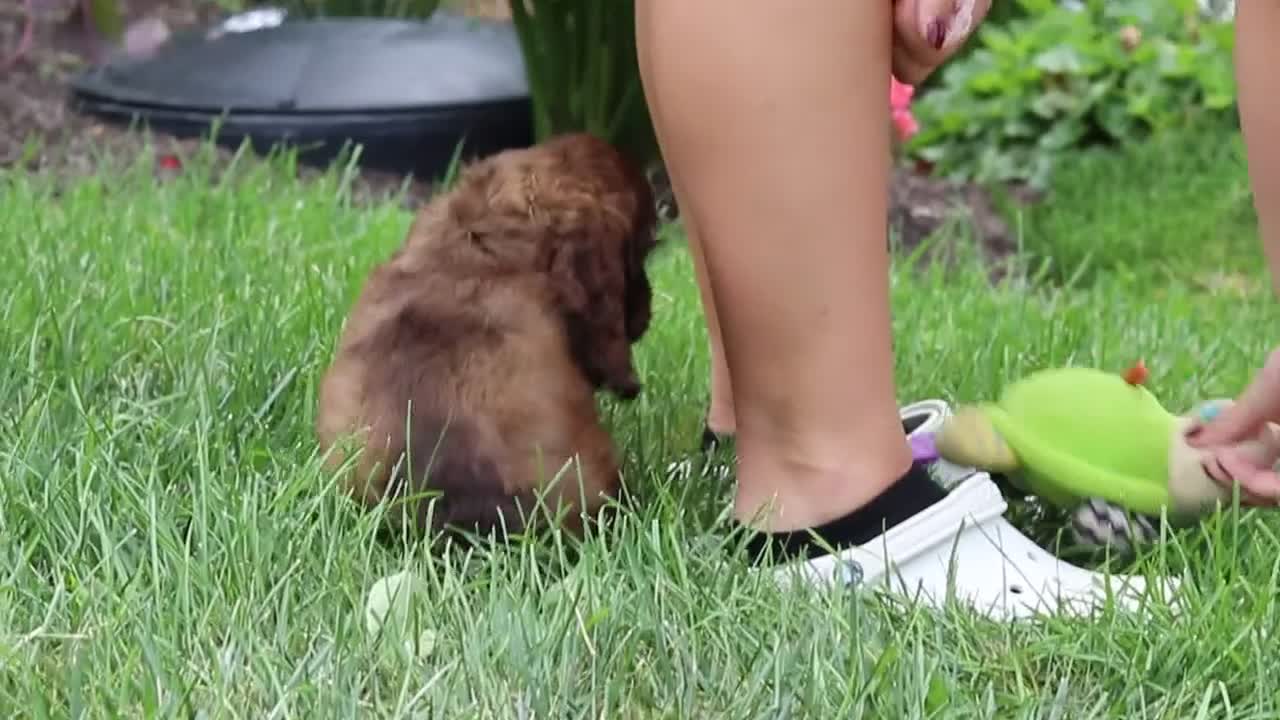 Cocker Spaniel dogs for sale: Thea - Video 1