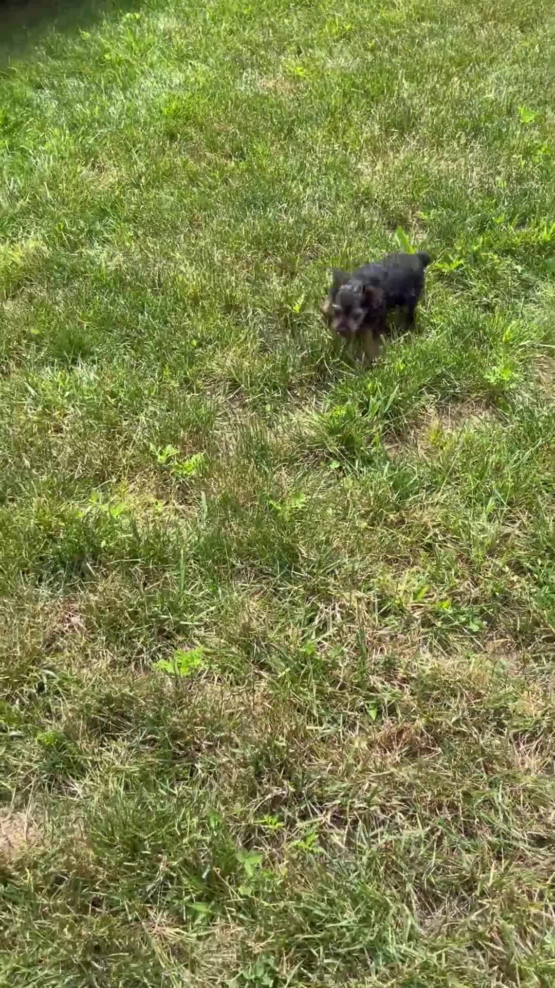 Yorkshire Terrier dogs for sale: Jace - Video 1