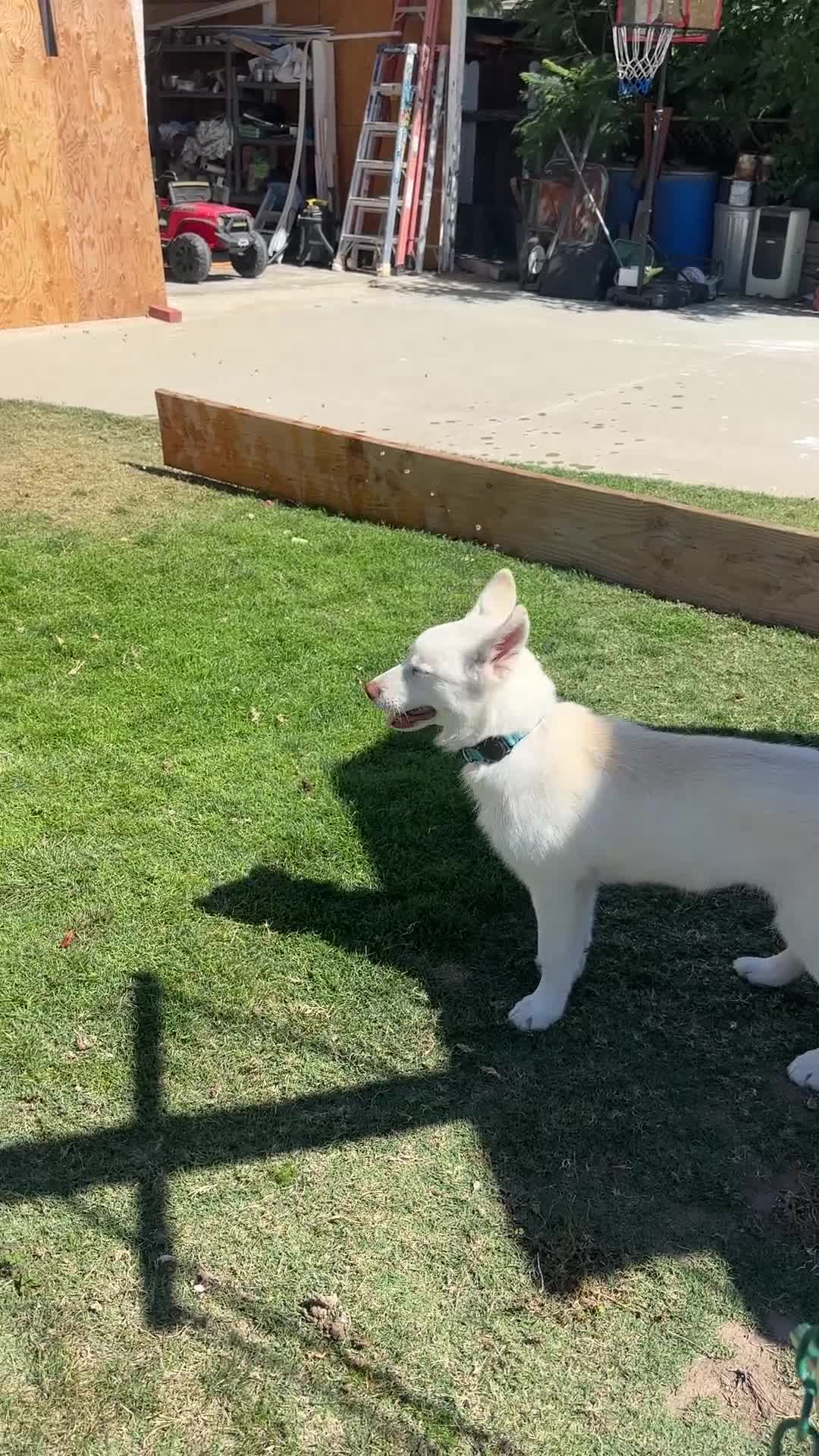 Siberian Husky dogs for sale: Siberian Husky 1 - Video 1
