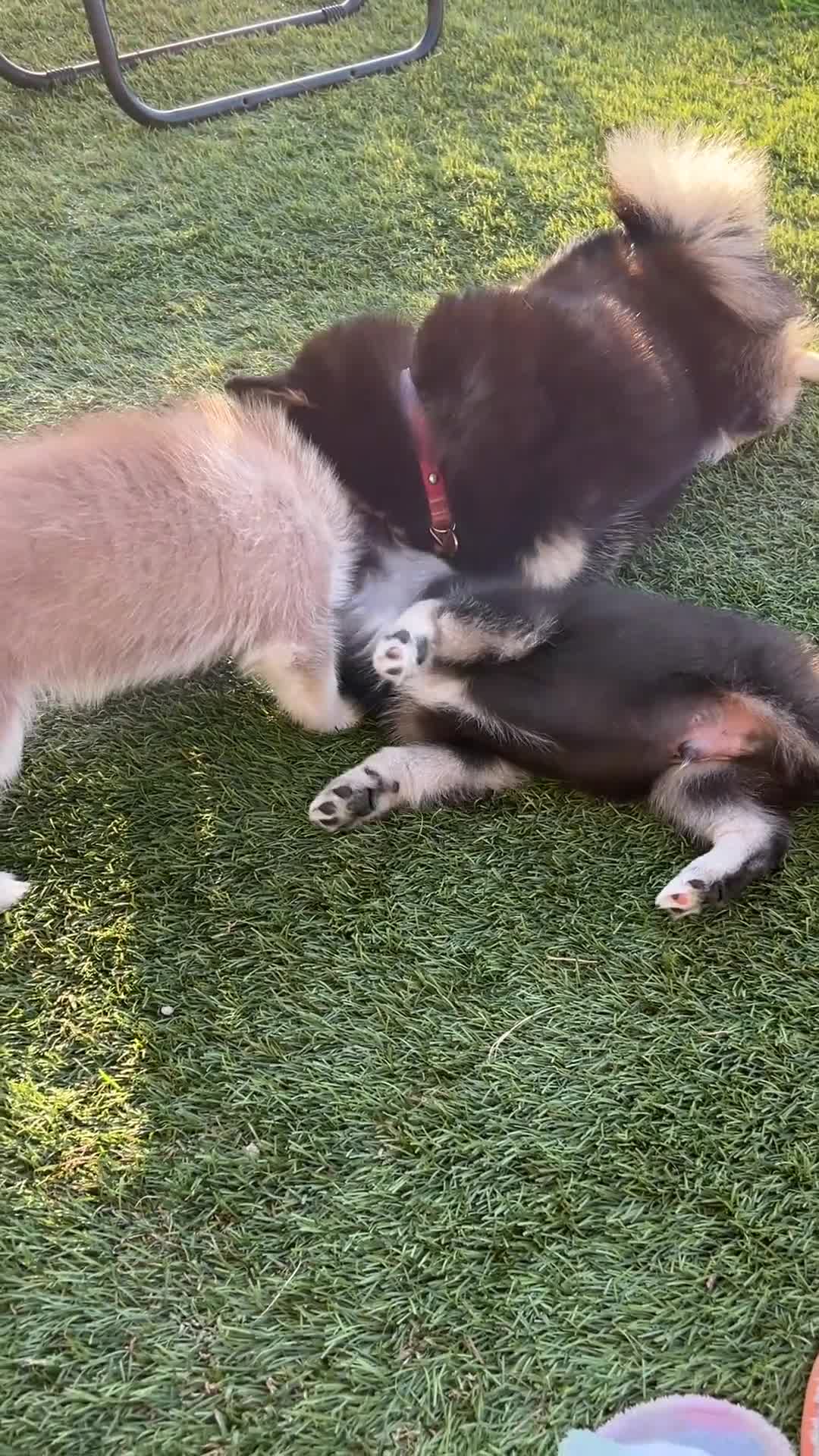 Pomsky dogs for sale: Fang Mini Pomsky - Video 1