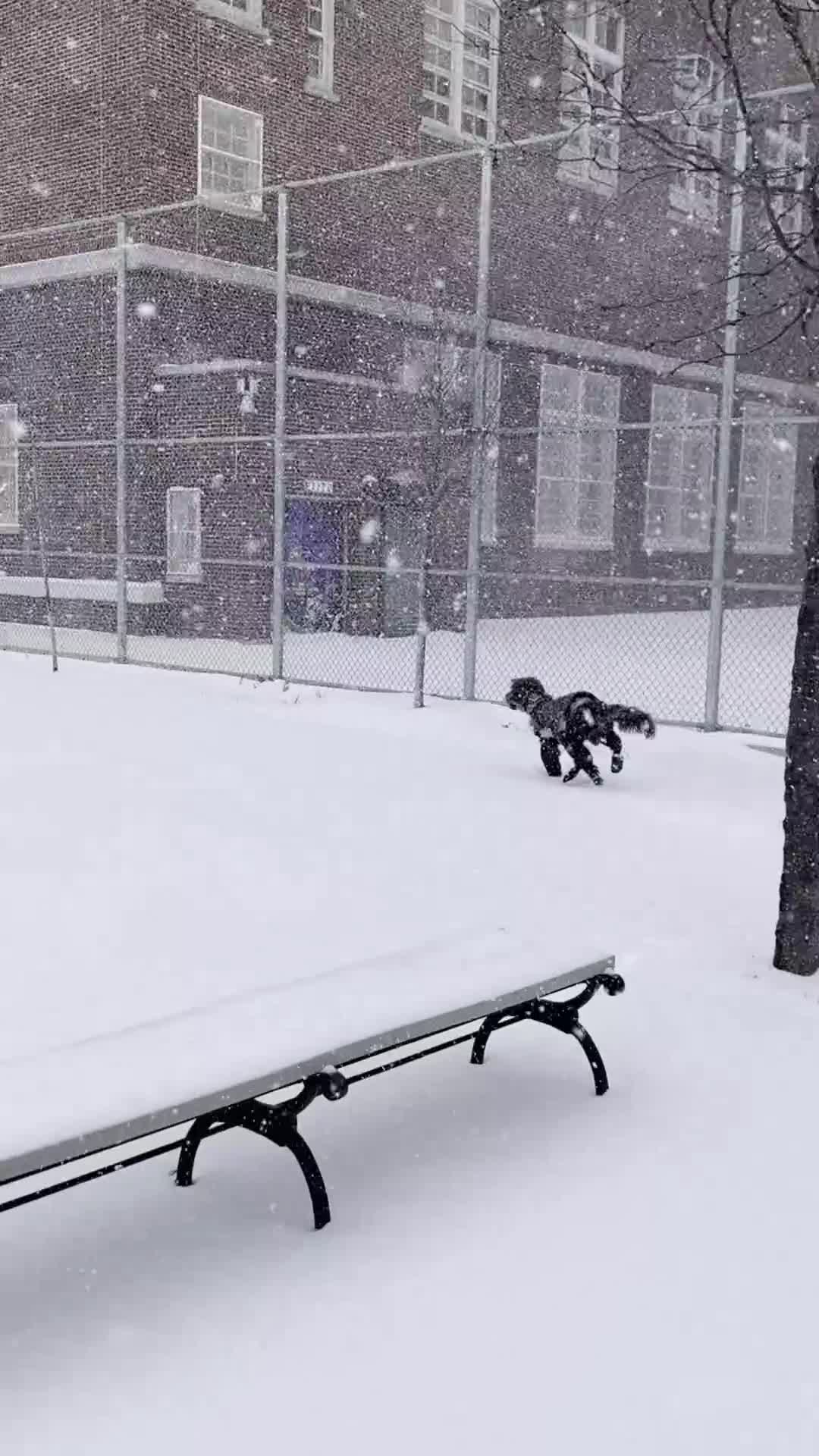 Goldendoodle dogs for stud: Bleu Merle Stud - Video 2