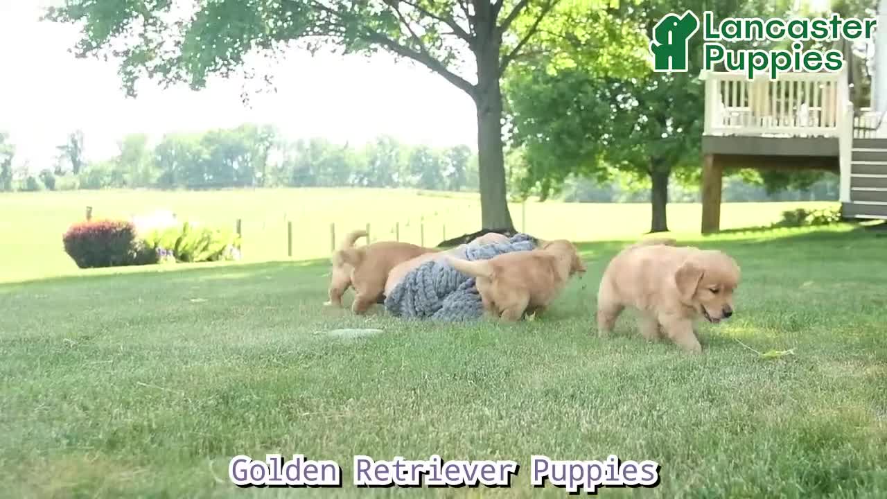 Golden Retriever dogs for sale: Teddy  - Video 1