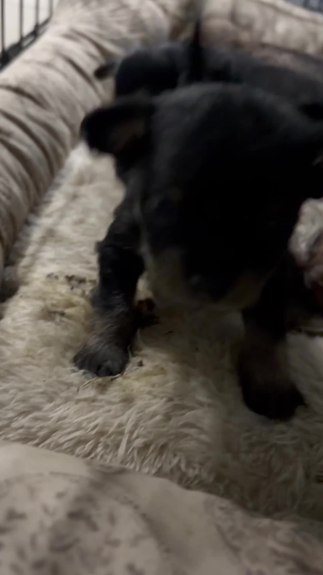 Chorkie dogs for sale: Chorkie 1 - Video 1