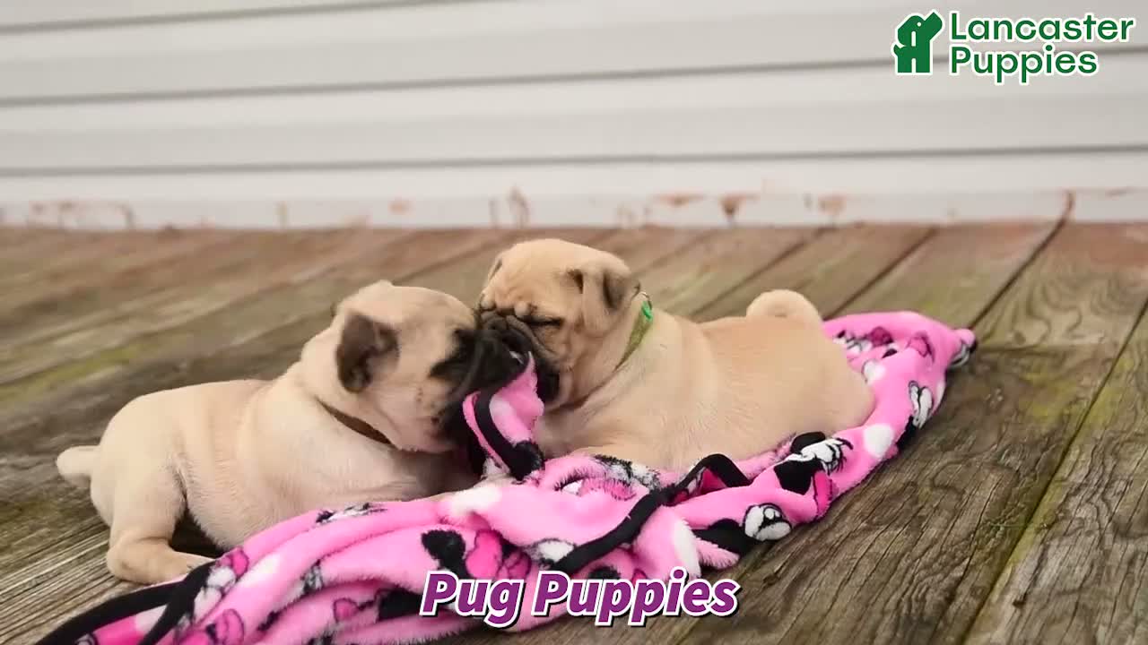 Pug dogs for sale: Spice - Video 1