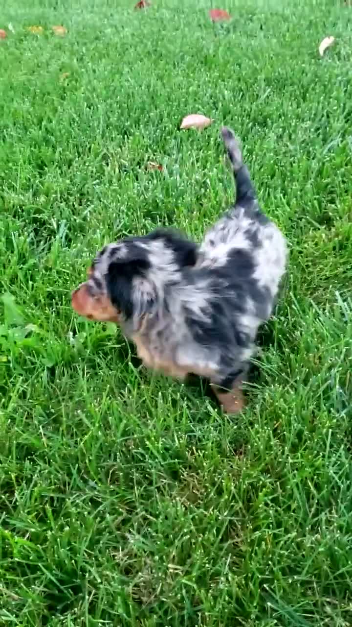 Miniature Dachshund dogs for sale: Dax - Video 1