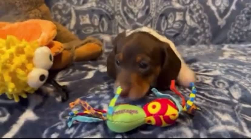 Dachshund dogs for sale: Dachshund Puppy 1 - Video 1