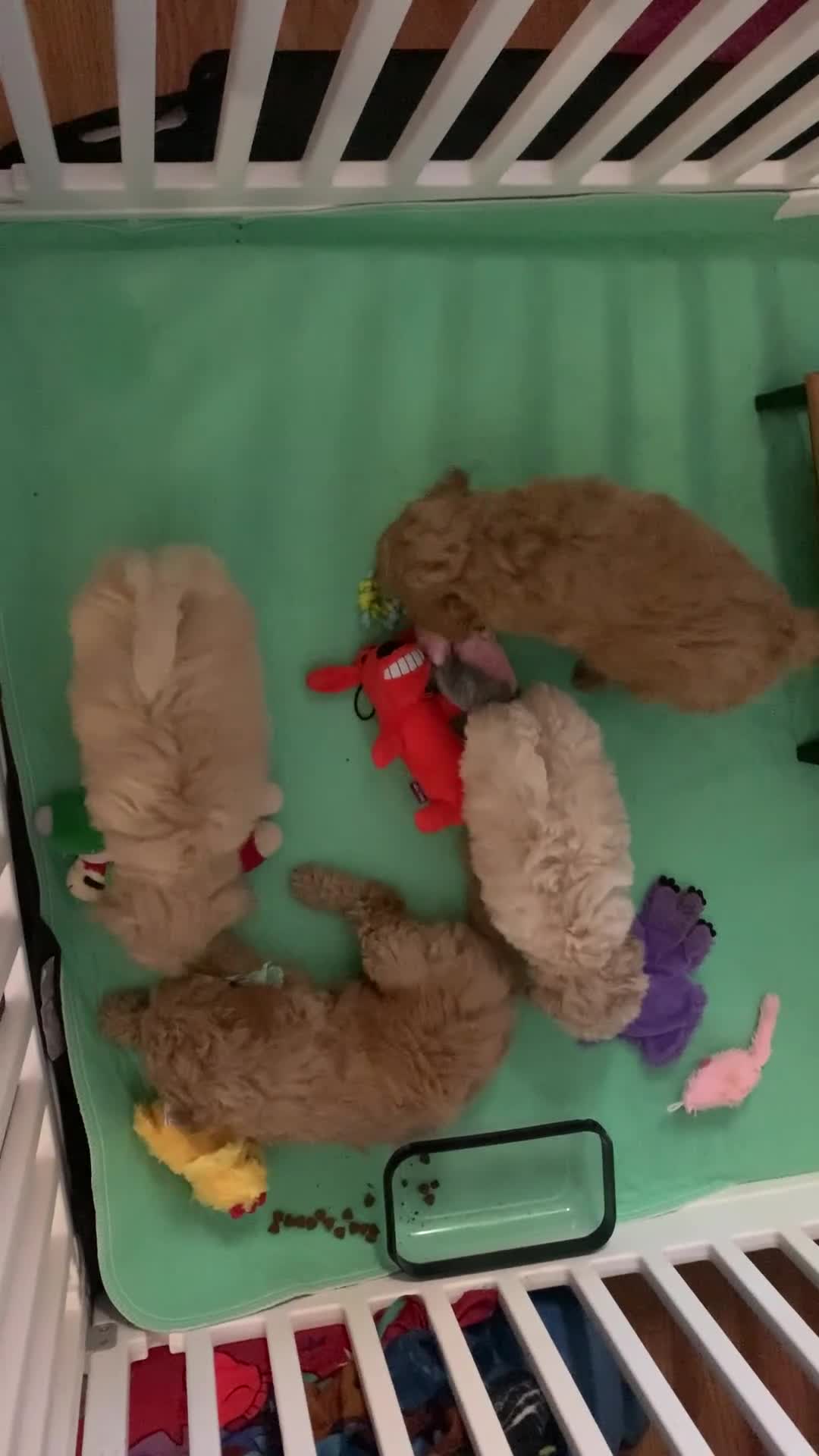 Maltipoo dogs for sale: Maltipoo Puppy 3 - Video 1