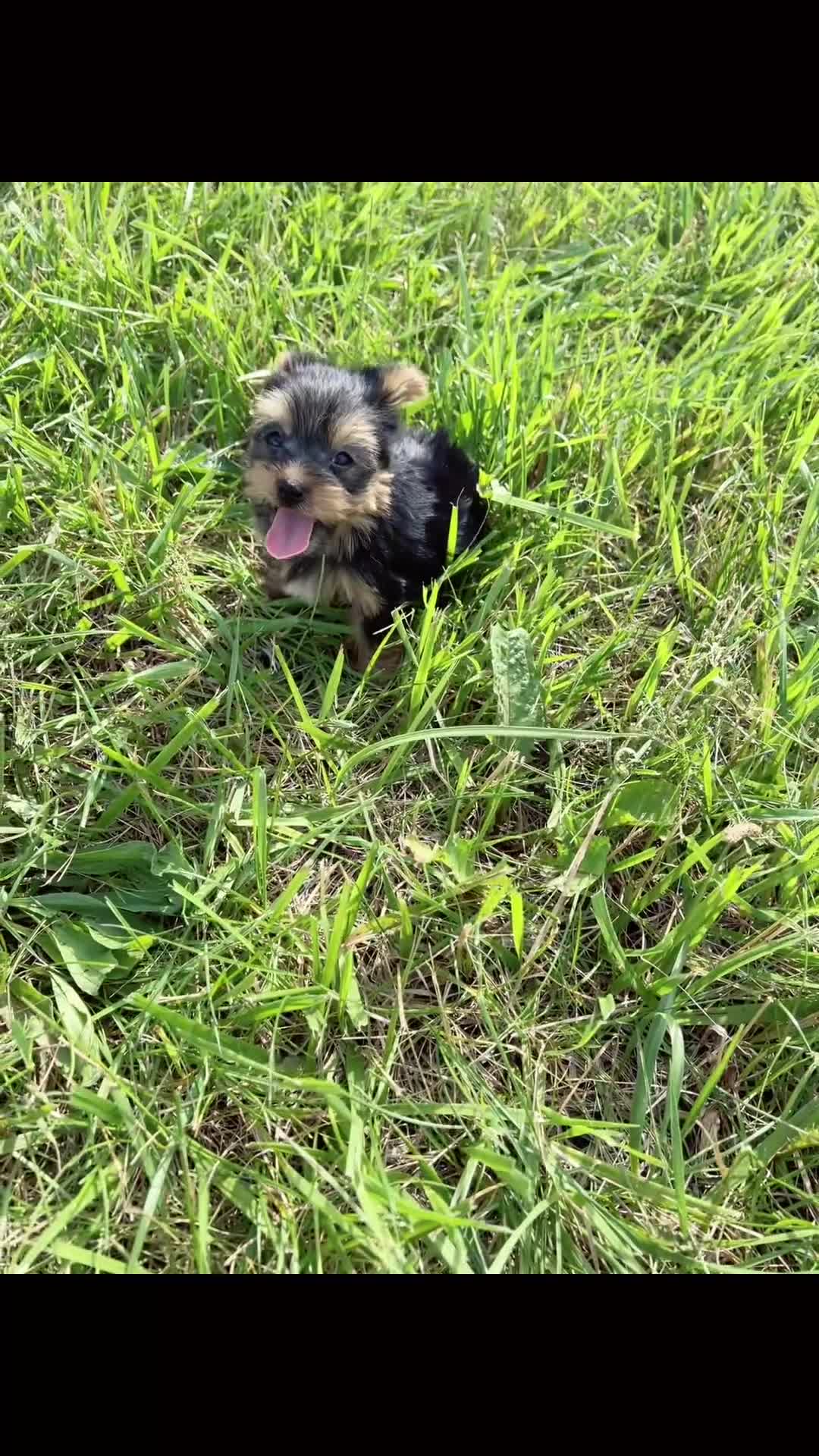 Yorkshire Terrier dogs for sale: Sugar Plum - Video 1