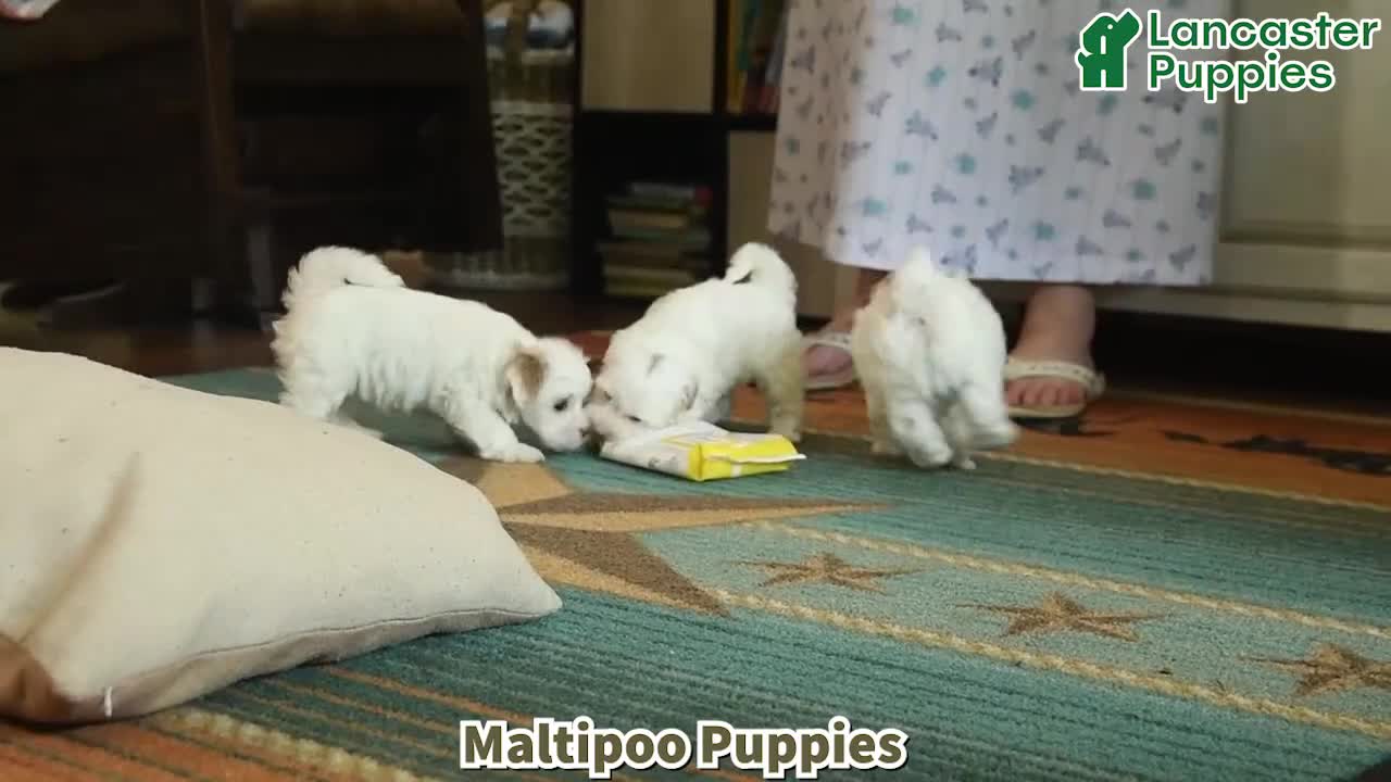 Maltipoo dogs for sale: Houston  - Video 1