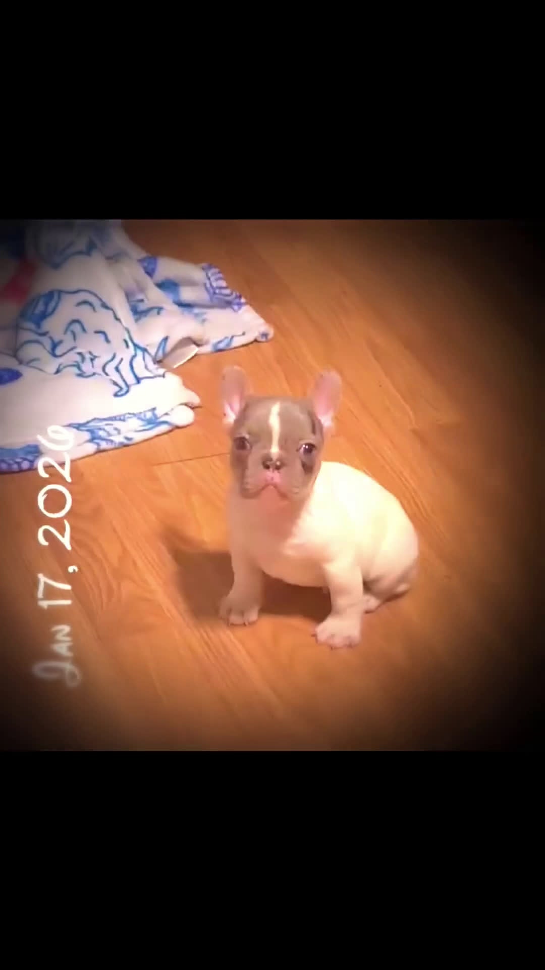 French Bulldog dogs for sale: Cupid  - Video 2