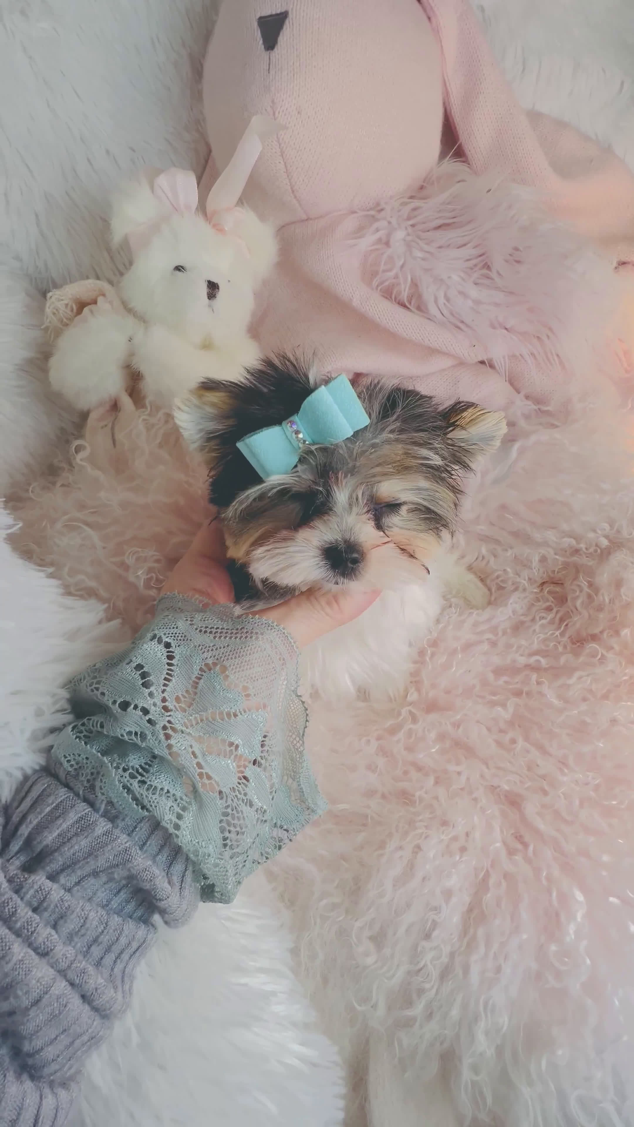 Yorkshire Terrier dogs for sale: Yorkshire Terrier Puppy 1 - Video 1