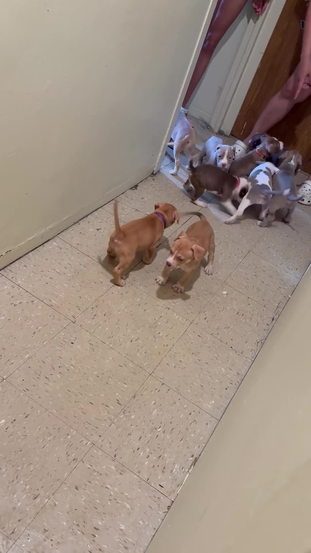 American Pit Bull Terrier dogs for sale: American Pit Bull Terrier 6 - Video 2
