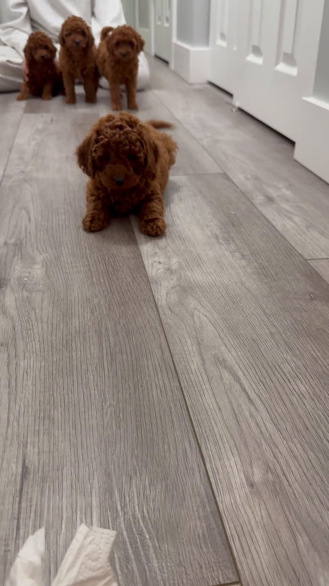 Toy Poodle dogs for sale: Milo - Video 3